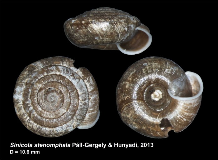 Sinicola stenomphala Páll-Gergely & Hunyadi, 2013 Sinicola stenomphala Páll-Gergely & Hunyadi, 2013