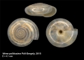 Mollusca (molluscs)