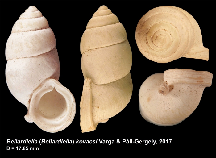 Bellardiella (Bellardiella) kovacsi Varga & Páll-Gergely, 2017