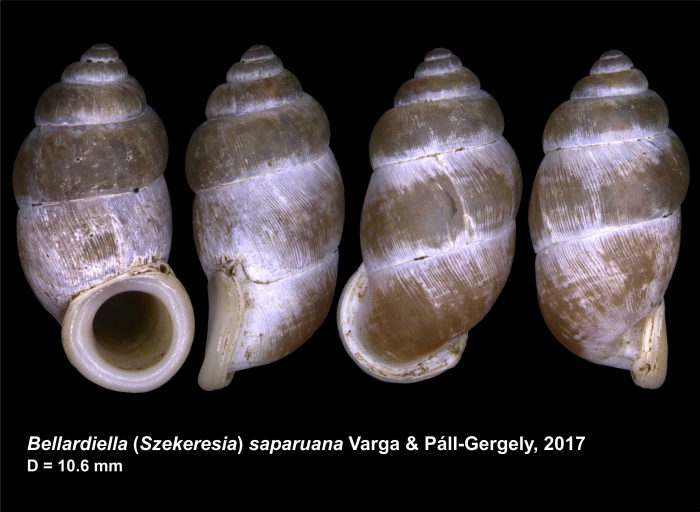 Bellardiella (Szekeresia) saparuana Varga & Páll-Gergely, 2017