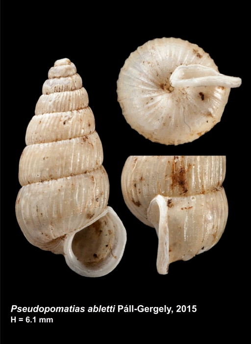 Pseudopomatias abletti Páll-Gergely, 2015