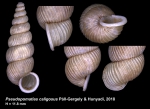 Pseudopomatias caligosus Páll-Gergely & Hunyadi, 2018