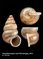 Pseudopomatias harli Páll-Gergely, 2015