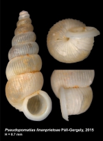 Pseudopomatias linanprietoae Páll-Gergely 2015