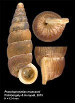 Pseudopomatias maasseni Páll-Gergely & Hunyadi, 2015