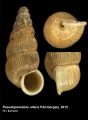 Mollusca (molluscs)