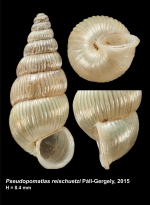 Pseudopomatias reischuetzi Páll-Gergely, 2015