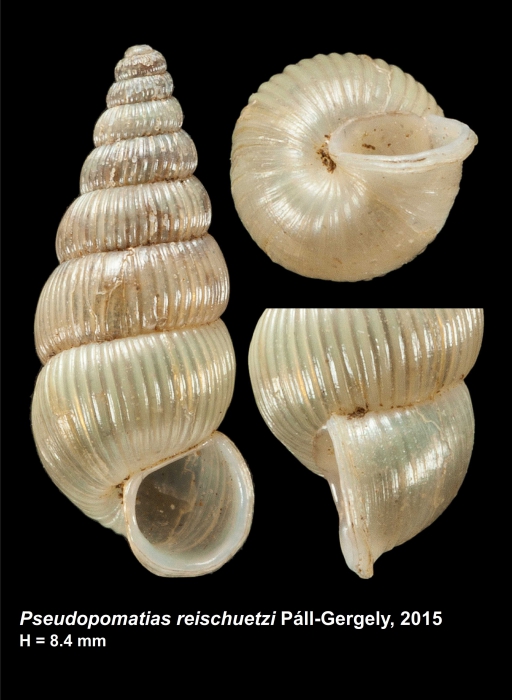 Pseudopomatias reischuetzi Páll-Gergely, 2015 Pseudopomatias reischuetzi Páll-Gergely, 2015