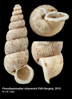Pseudopomatias shanensis Páll-Gergely 2015
