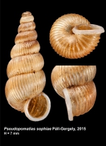 Pseudopomatias sophiae Páll-Gergely, 2015