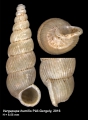 Mollusca (molluscs)