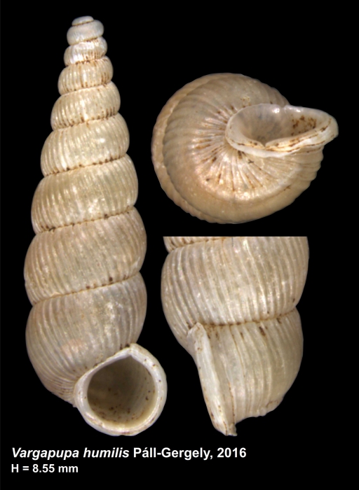 Vargapupa humilis Páll-Gergely, 2016