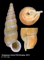 Vargapupa oharai Páll-Gergely, 2015