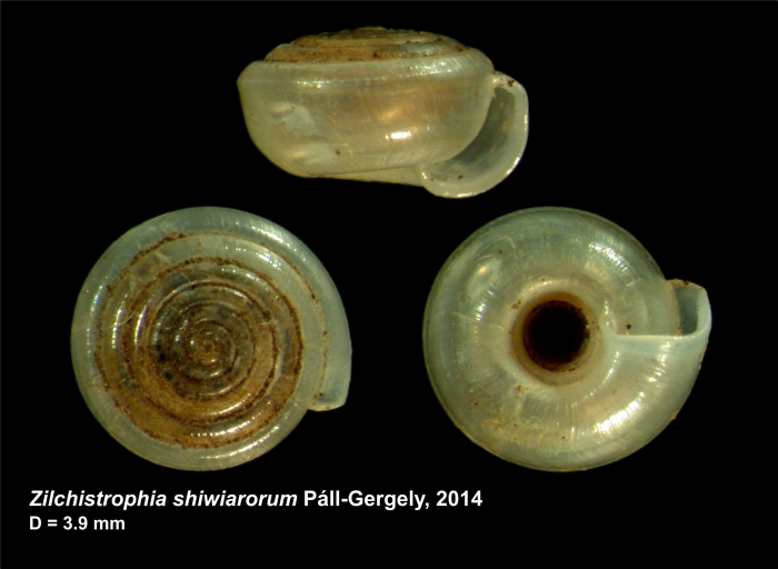 Zilchistrophia shiwiarorum Páll-Gergely, 2014 Zilchistrophia shiwiarorum Páll-Gergely, 2014