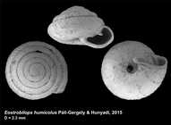 Eostrobilops humicolus Páll-Gergely & Hunyadi, 2015