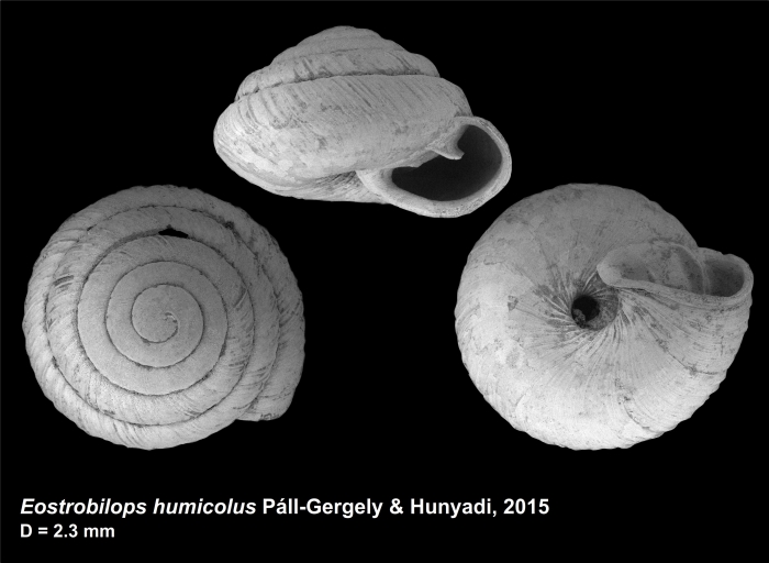 Eostrobilops humicolus Páll-Gergely & Hunyadi, 2015 Eostrobilops humicolus Páll-Gergely & Hunyadi, 2015