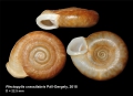 Mollusca (molluscs)