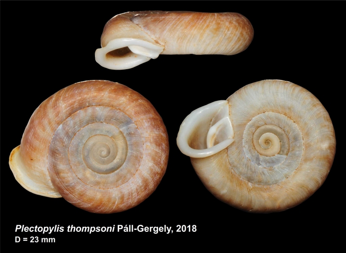Plectopylis thompsoni Páll-Gergely, 2018 Plectopylis thompsoni Páll-Gergely, 2018