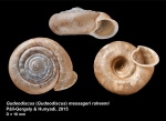 Gudeodiscus messageri raheemi Páll-Gergely & Hunyadi, 2015
