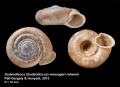 Mollusca (molluscs)