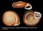 Gudeodiscus pulvinaris robustus Páll-Gergely & Hunyadi, 2013