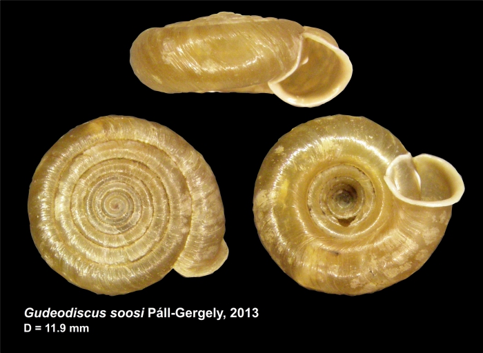 Gudeodiscus soosi Páll-Gergely, 2013 Gudeodiscus soosi Páll-Gergely, 2013