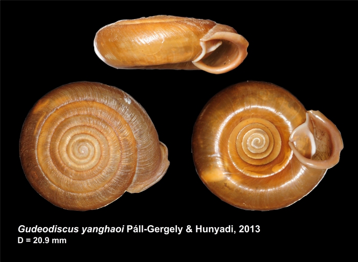 Gudeodiscus yanghaoi Páll-Gergely & Hunyadi, 2013 Gudeodiscus yanghaoi Páll-Gergely & Hunyadi, 2013