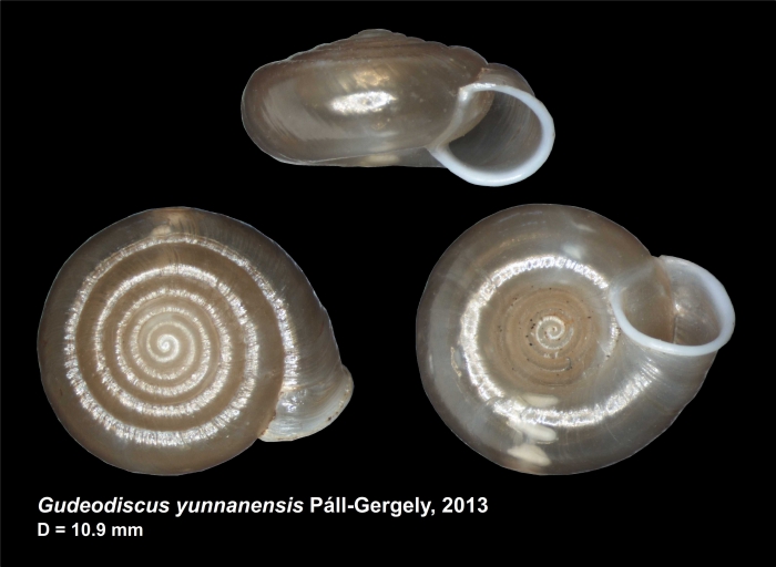 Gudeodiscus yunnanensis Páll-Gergely, 2013