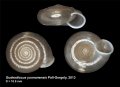 Mollusca (molluscs)