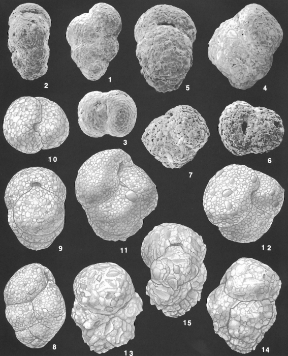 Dorothia rotunda (Chapman) identified specimens Dorothia rotunda (Chapman) identified specimens