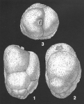 Liebusella improcera Loeblich & Tappan holotype specimen