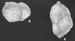 Karreriella colligera (Egger) identified specimen