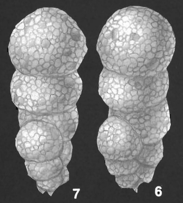 Eggerella australis Collins identified specimen