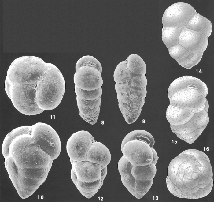 Karreriella bradyi (Cushman) identified specimens