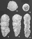 Bigenerina nodosaria d'Orbigny identified specimens