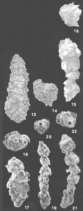 Bigenerina aspratilis Loeblich & Tappan holotype and paratype specimens