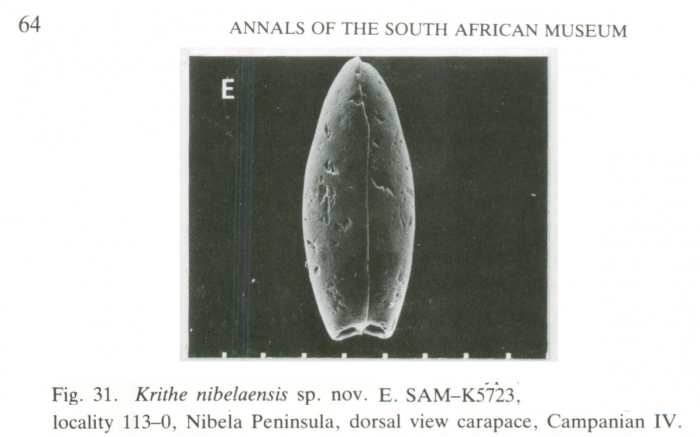 The most conspicuous character of Krithe carapaces:the posterior "pouch-like" morphology, which can only be seen in dorsal or internal view
