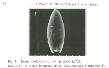 The most conspicuous character of Krithe carapaces: the posterior 