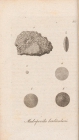 Palorbitolina lenticularis (Blumenbach, 1805)