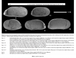The most conspicuous morphological character of Krithe: the pouch-like structure in the posterior of the valves