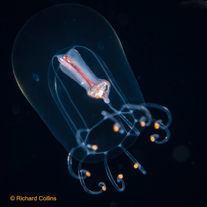 Protiaropsis anonyma from Florida, western Atlantic Ocean Protiaropsis anonyma from Florida, western Atlantic Ocean
