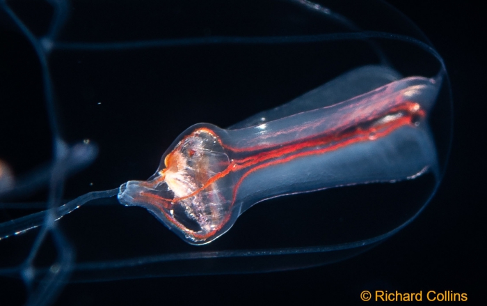 Protiaropsis anonyma from Florida, western Atlantic Ocean Protiaropsis anonyma from Florida, western Atlantic Ocean