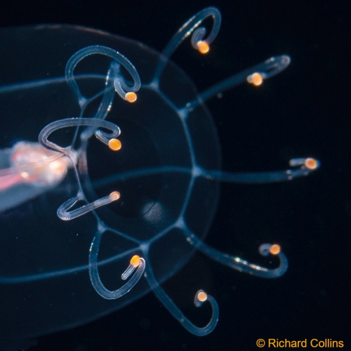 Protiaropsis anonyma from Florida, western Atlantic Ocean