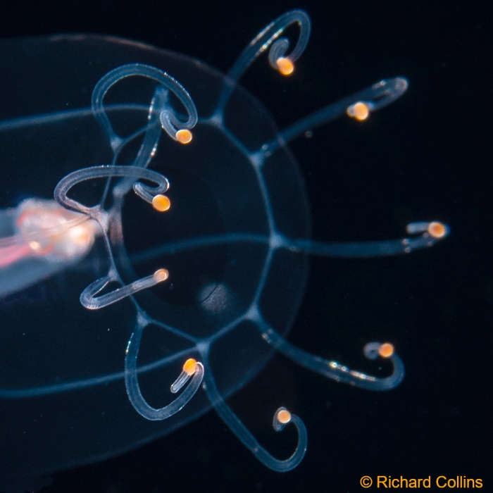 Protiaropsis anonyma from Florida, western Atlantic Ocean Protiaropsis anonyma from Florida, western Atlantic Ocean