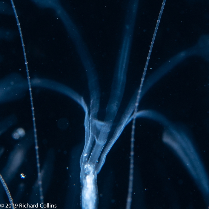 Geryonia proboscidalis; Florida, western Atlantic Ocean Geryonia proboscidalis; Florida, western Atlantic Ocean