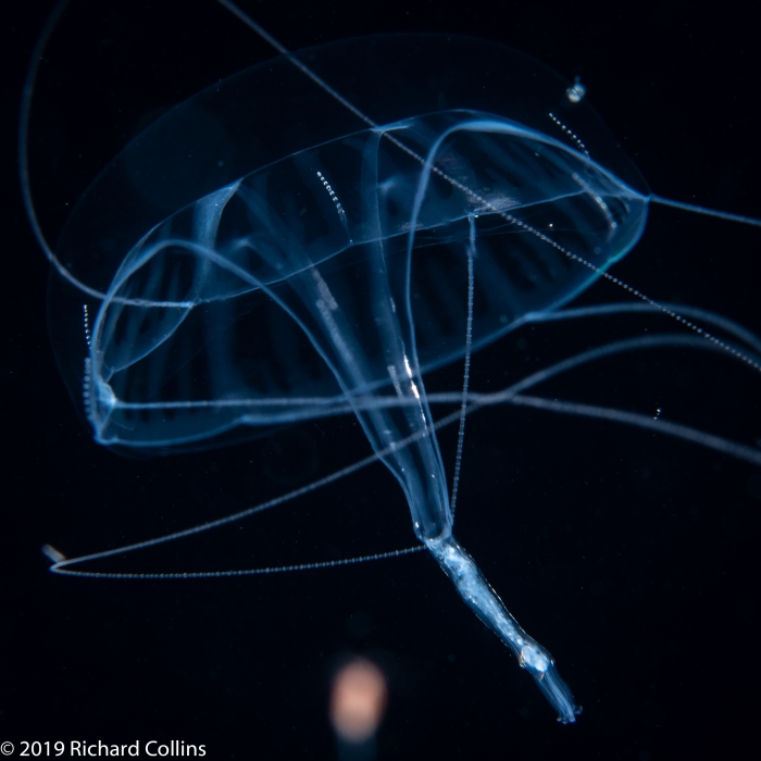 Geryonia proboscidalis; Florida, western Atlantic Ocean Geryonia proboscidalis; Florida, western Atlantic Ocean