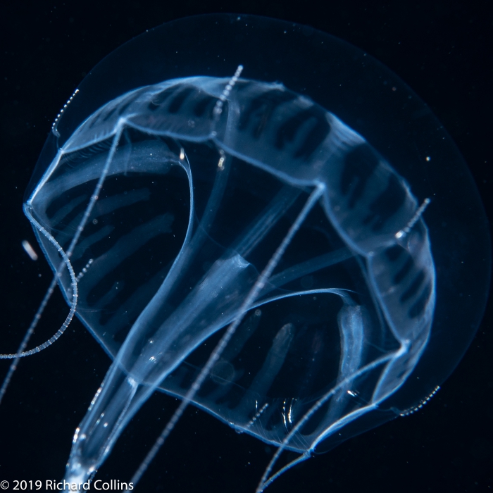 Geryonia proboscidalis; Florida, western Atlantic Ocean Geryonia proboscidalis; Florida, western Atlantic Ocean
