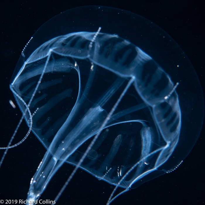 Geryonia proboscidalis; Florida, western Atlantic Ocean