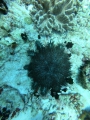 Echinodermata (echinoderms)