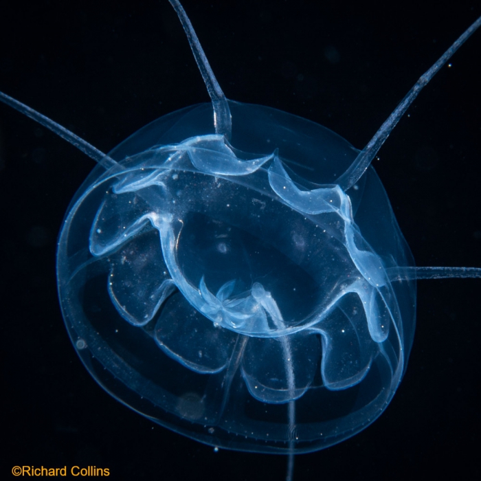 Pseudaegina rhodina medusa; Florida, western Atlantic Ocean Pseudaegina rhodina medusa; Florida, western Atlantic Ocean